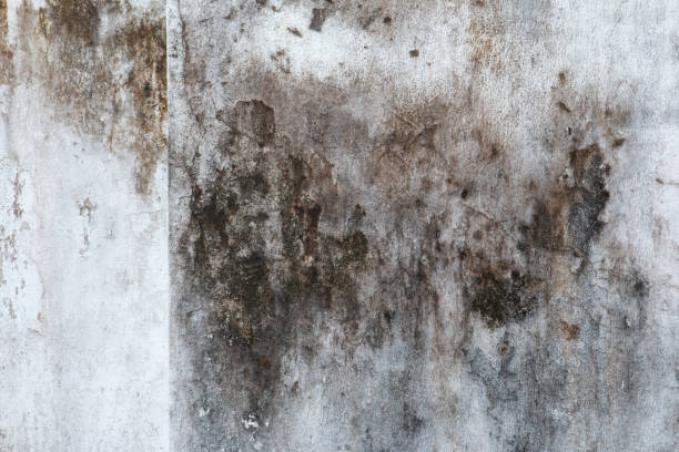 Best Residential Mold Inspection & Testing  in Princeton, MO