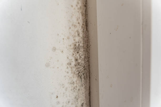 Best Attic Mold Removal  in Princeton, MO
